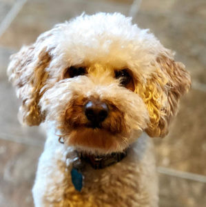 Meet your Posher, Aj